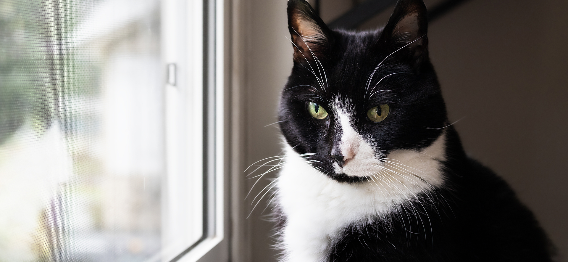 cuándo se considera viejo un gato